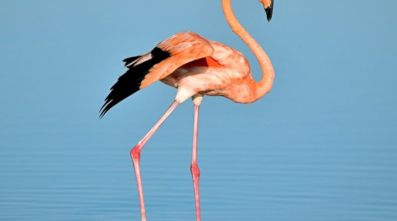 photo of flamingo on water