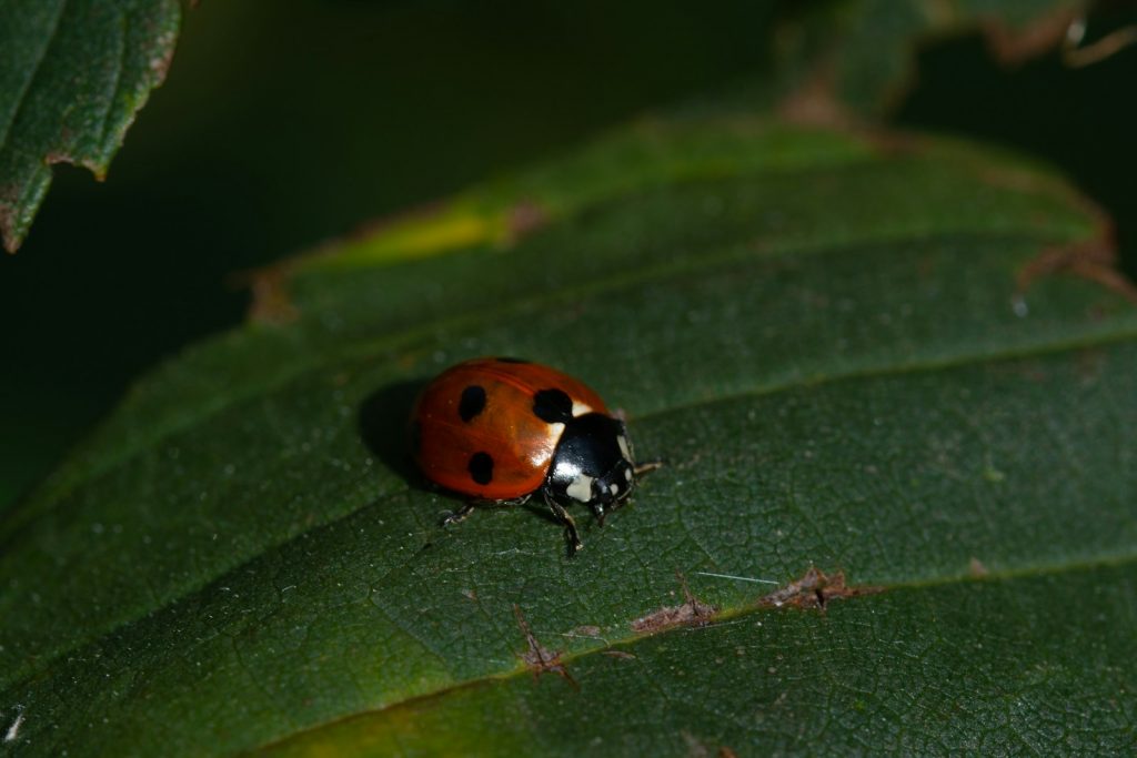 a lady bug sitting on a green leaf