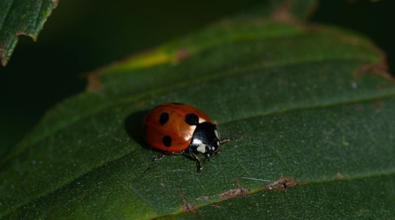 a lady bug sitting on a green leaf
