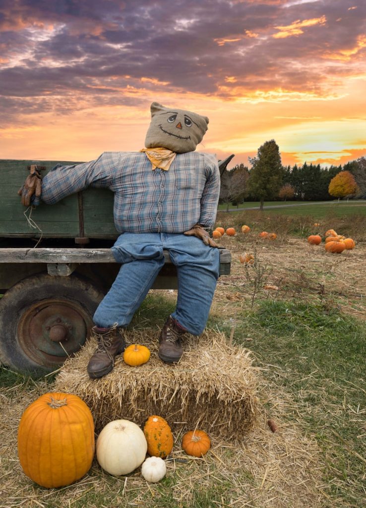 a person sitting on a tractor in a field with pumpkins